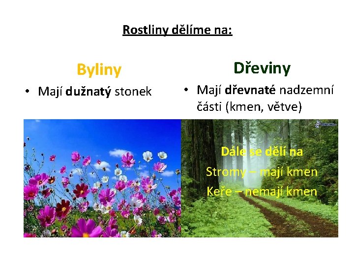 Rostliny dělíme na: Byliny • Mají dužnatý stonek Dřeviny • Mají dřevnaté nadzemní části