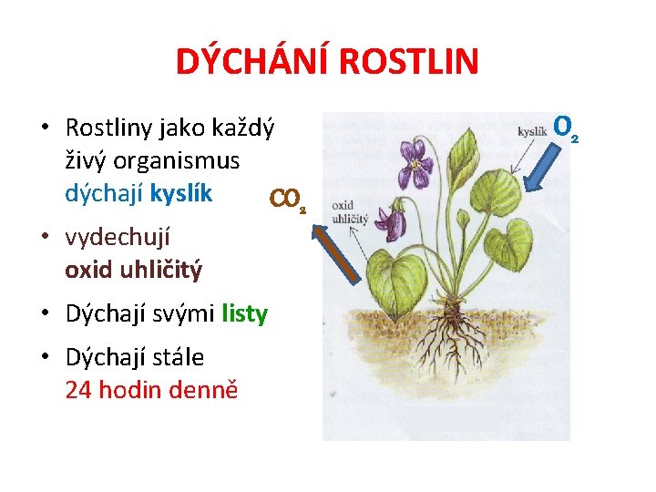 DÝCHÁNÍ ROSTLIN • Rostliny jako každý živý organismus dýchají kyslík CO 2 • vydechují