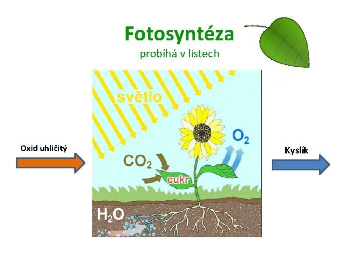 Fotosyntéza probíhá v listech Oxid uhličitý Kyslík 