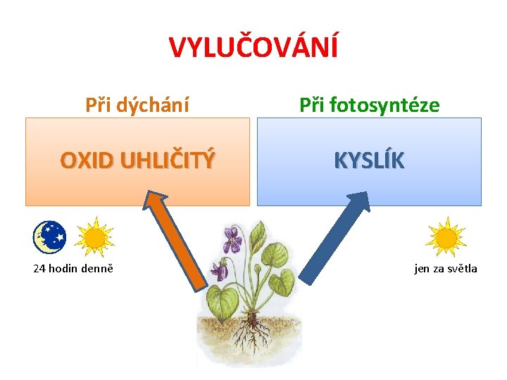 VYLUČOVÁNÍ Při dýchání Při fotosyntéze OXID UHLIČITÝ KYSLÍK 24 hodin denně jen za světla