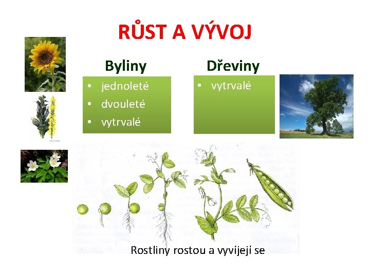 RŮST A VÝVOJ Byliny • jednoleté • dvouleté • vytrvalé Dřeviny • vytrvalé Rostliny