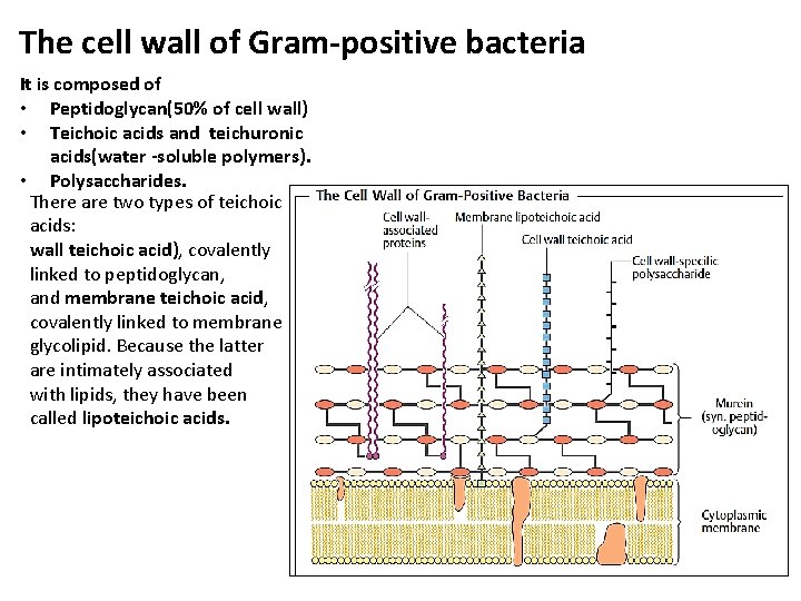 The cell wall of Gram-positive bacteria It is composed of • Peptidoglycan(50% of cell