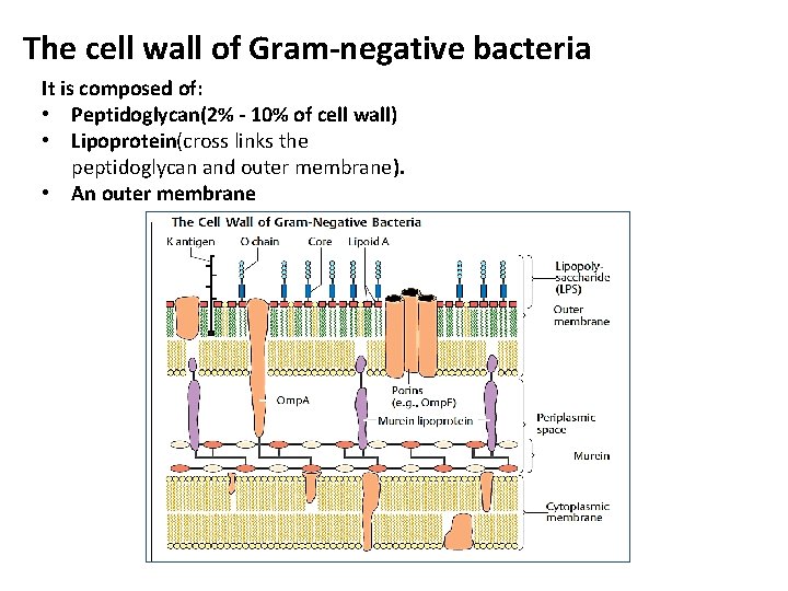 The cell wall of Gram-negative bacteria It is composed of: • Peptidoglycan(2% - 10%