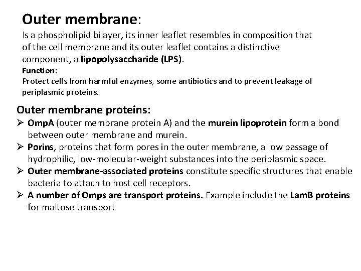 Outer membrane: Is a phospholipid bilayer, its inner leaflet resembles in composition that of