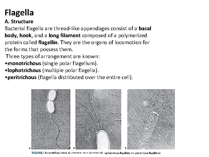 Flagella A. Structure Bacterial flagella are thread-like appendages consist of a basal body, hook,