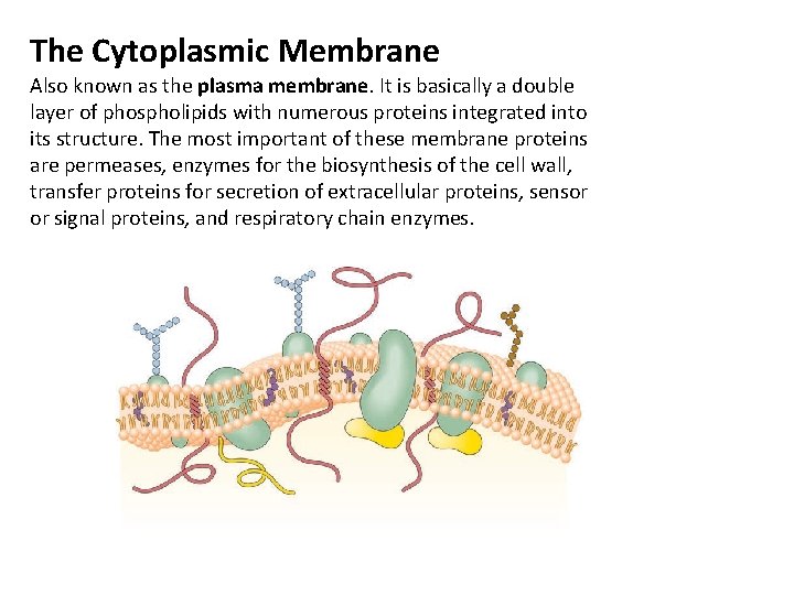 The Cytoplasmic Membrane Also known as the plasma membrane. It is basically a double