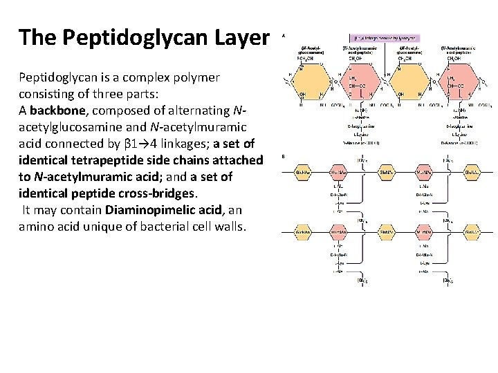 The Peptidoglycan Layer Peptidoglycan is a complex polymer consisting of three parts: A backbone,