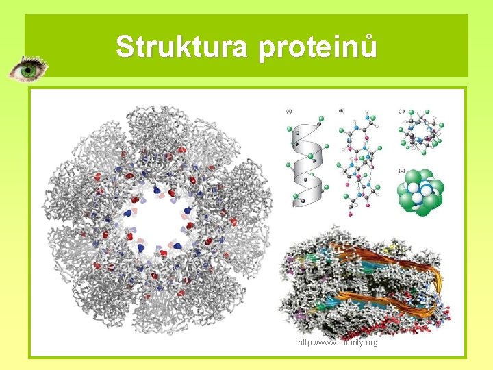 Struktura proteinů http: //www. futurity. org 