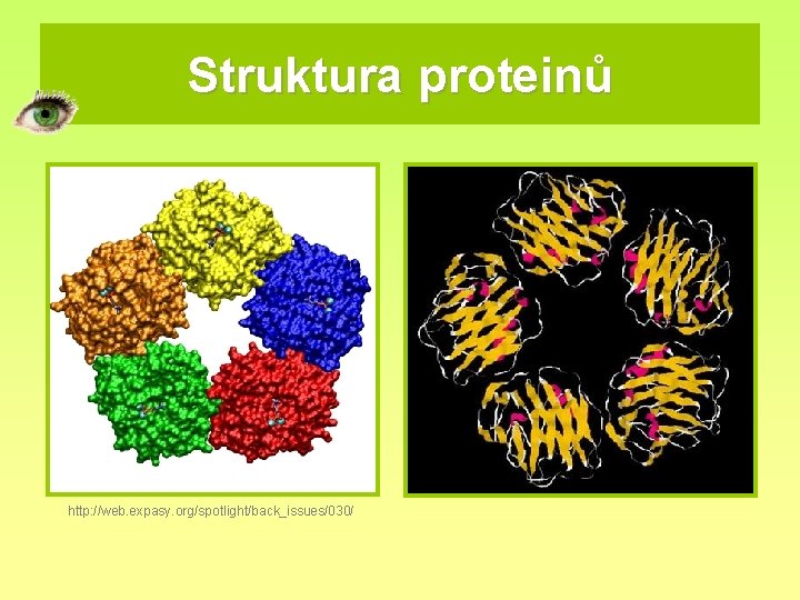 Struktura proteinů http: //web. expasy. org/spotlight/back_issues/030/ 