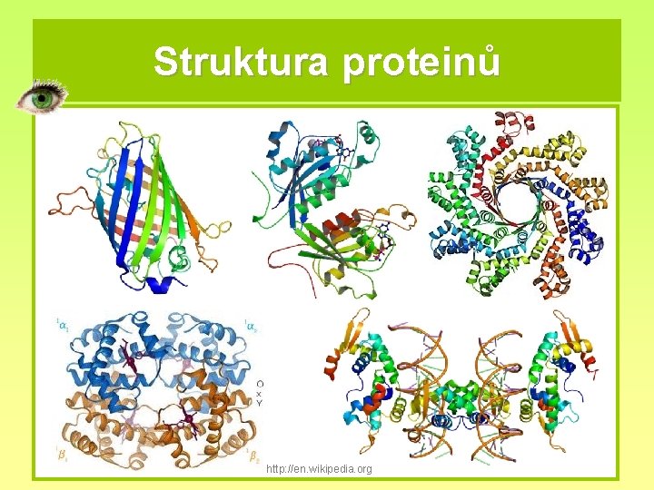Struktura proteinů http: //en. wikipedia. org 