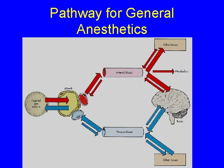 Pathway for General Anesthetics 