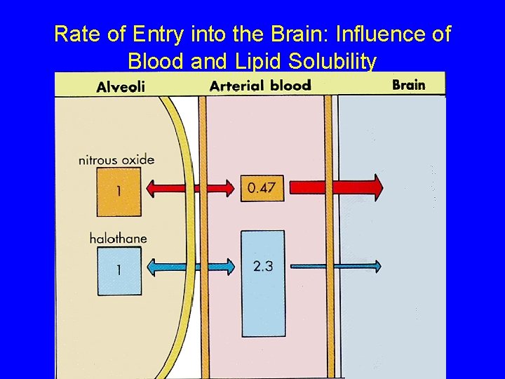 Rate of Entry into the Brain: Influence of Blood and Lipid Solubility 