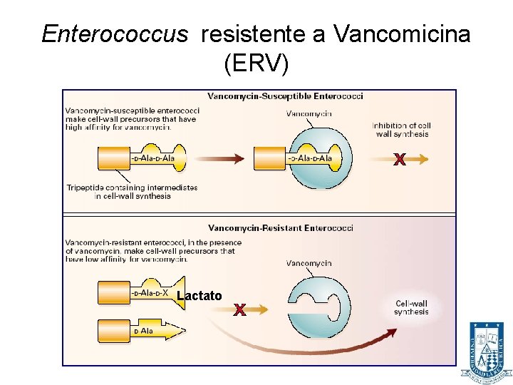 Enterococcus resistente a Vancomicina (ERV) Lactato 