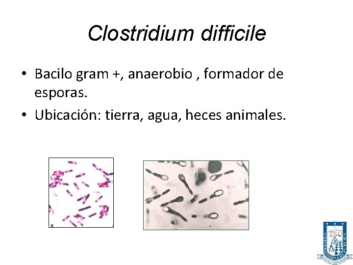 Clostridium difficile • Bacilo gram +, anaerobio , formador de esporas. • Ubicación: tierra,