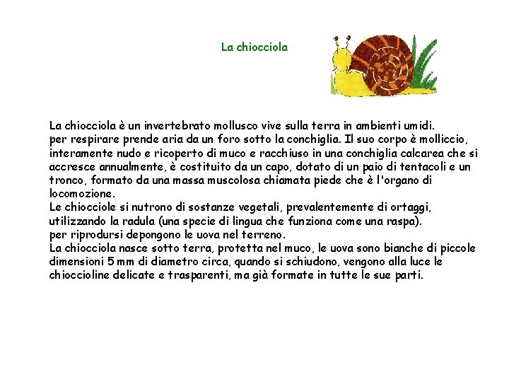 La chiocciola è un invertebrato mollusco vive sulla terra in ambienti umidi. per respirare