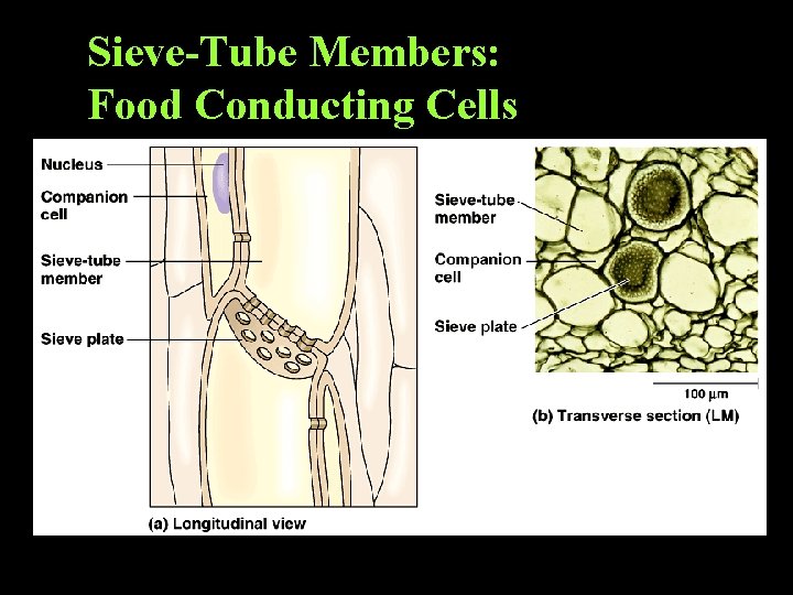 Sieve-Tube Members: Food Conducting Cells 