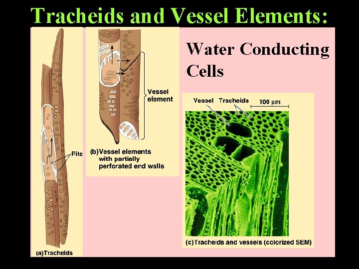 Tracheids and Vessel Elements: Water Conducting Cells 