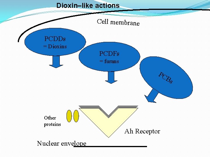 Dioxin–like actions Cell membrane PCDDs = Dioxins PCDFs = furans PC Bs Other proteins