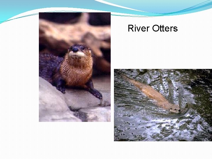 River Otters 