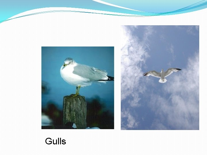 Gulls 