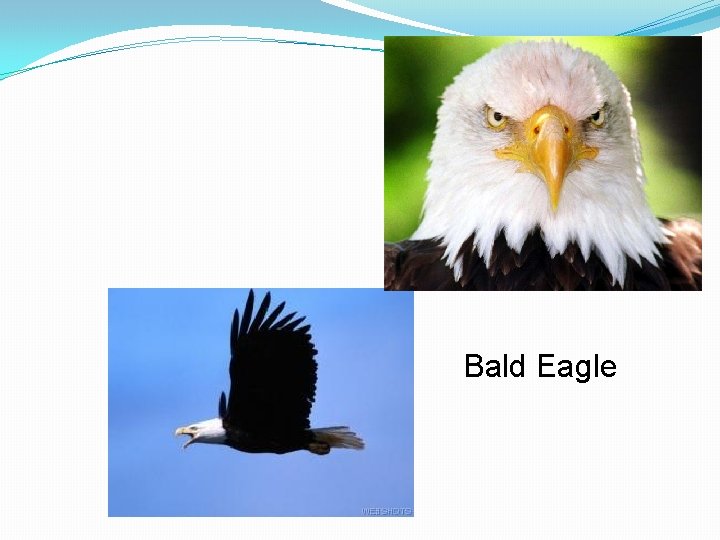 Bald Eagle 