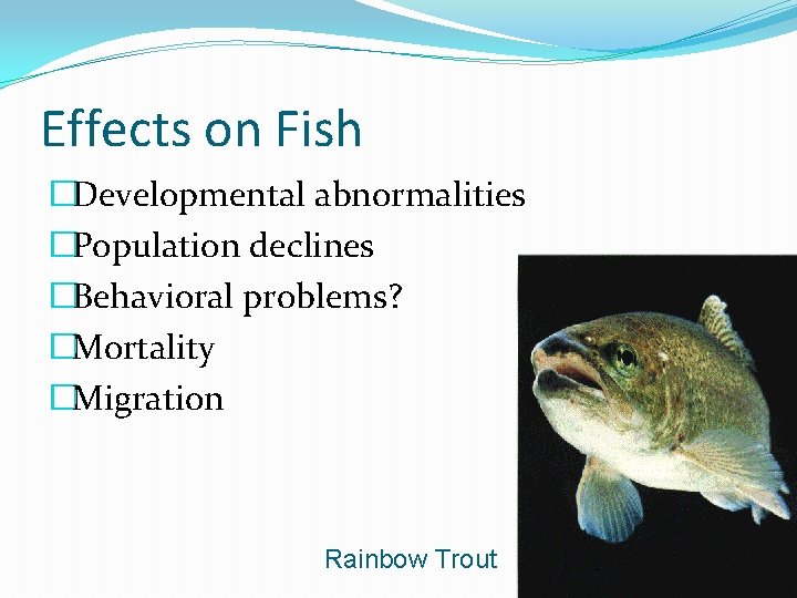 Effects on Fish �Developmental abnormalities �Population declines �Behavioral problems? �Mortality �Migration Rainbow Trout 