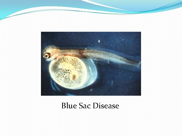 Blue Sac Disease 