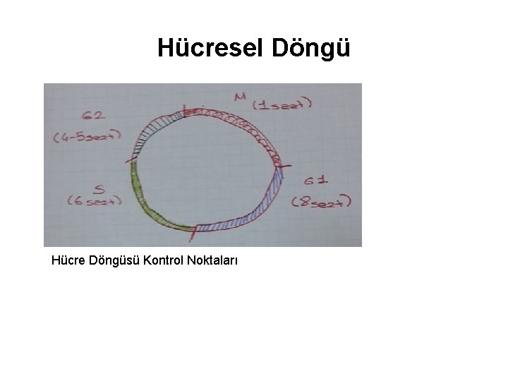 Hücresel Döngü Hücre Döngüsü Kontrol Noktaları 