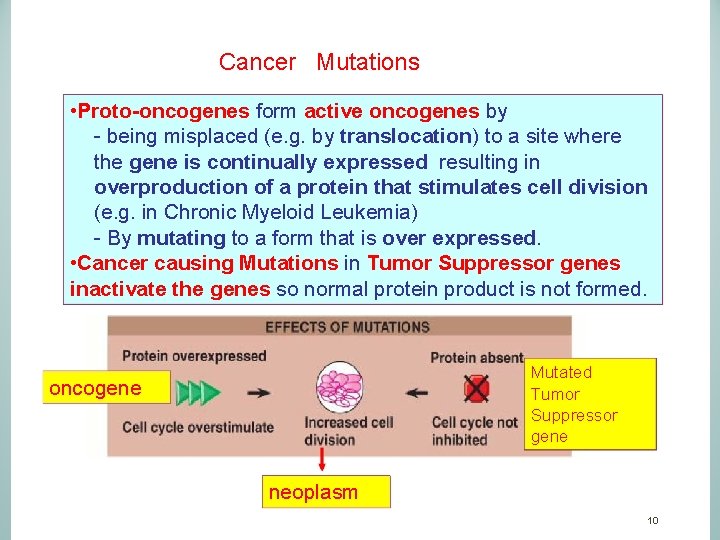 Cancer Mutations • Proto-oncogenes form active oncogenes by - being misplaced (e. g. by