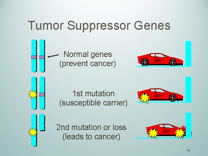 Tumor Suppressor Genes Normal genes (prevent cancer) 1 st mutation (susceptible carrier) 2 nd