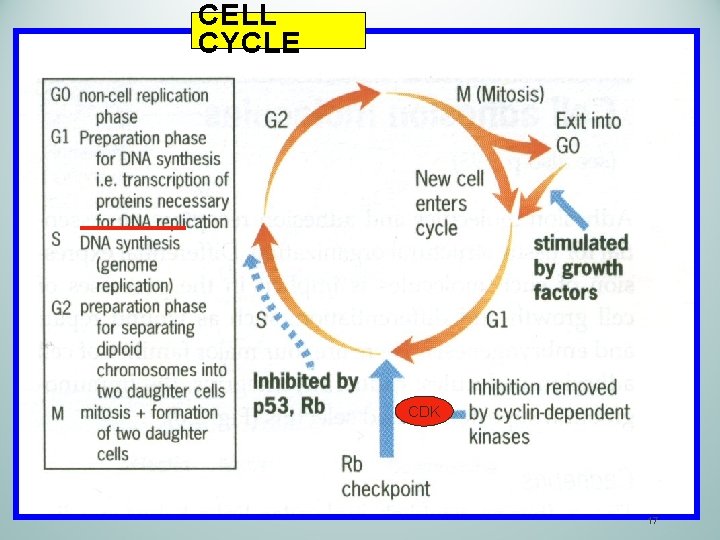 CELL CYCLE CDK 17 