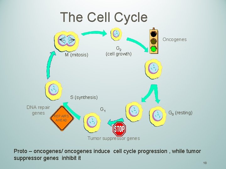 The Cell Cycle Oncogenes G 2 (cell growth) M (mitosis) S (synthesis) DNA repair