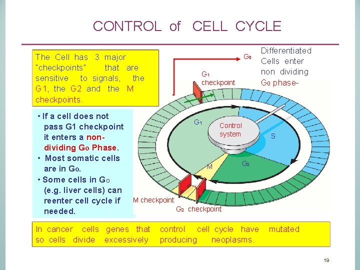 CONTROL of CELL CYCLE The Cell has 3 major “checkpoints” that are sensitive to