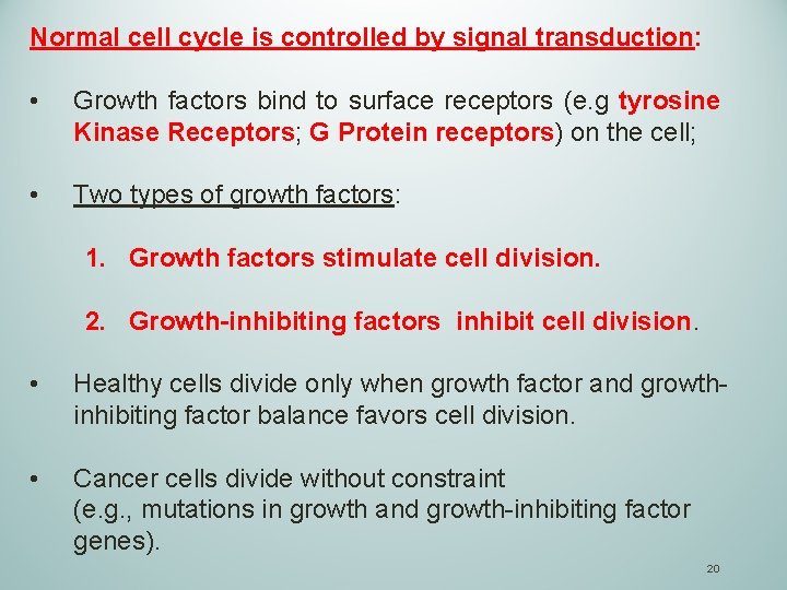 Normal cell cycle is controlled by signal transduction: • Growth factors bind to surface