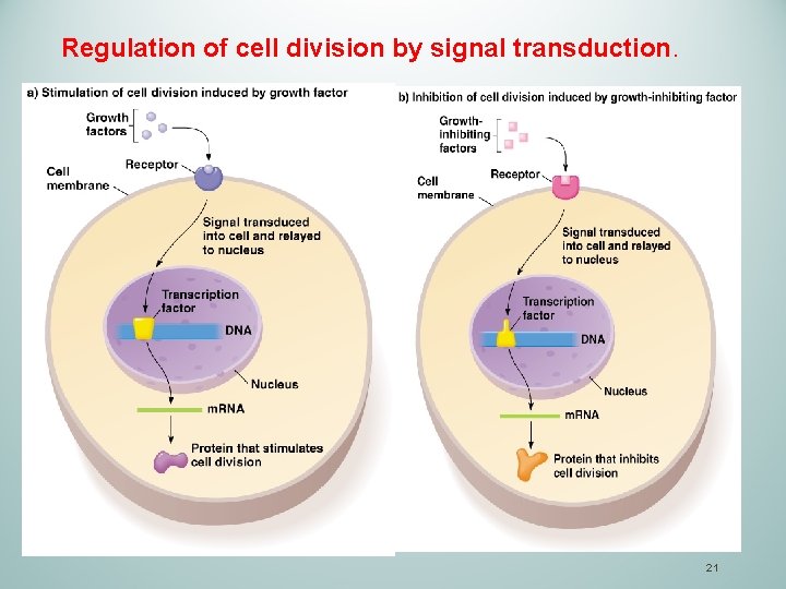 Regulation of cell division by signal transduction. 21 