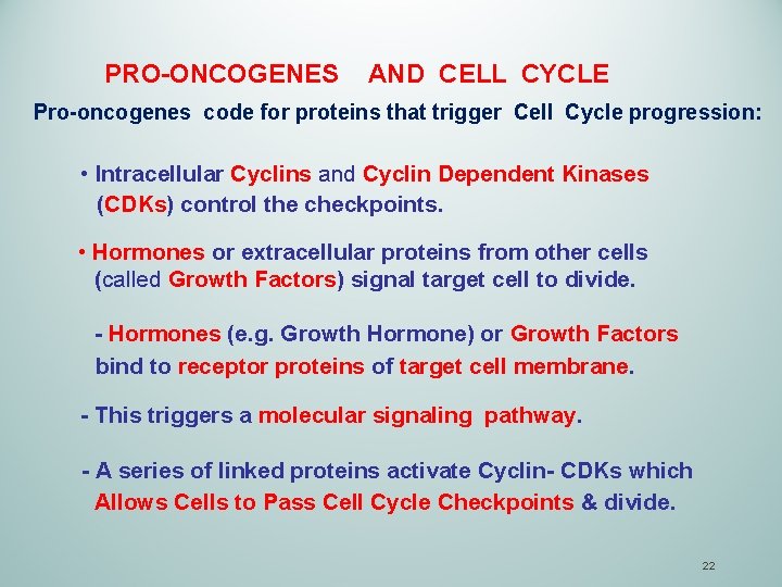 PRO-ONCOGENES AND CELL CYCLE Pro-oncogenes code for proteins that trigger Cell Cycle progression: •