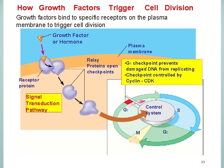 How Growth Factors Trigger Cell Division Growth factors bind to specific receptors on the