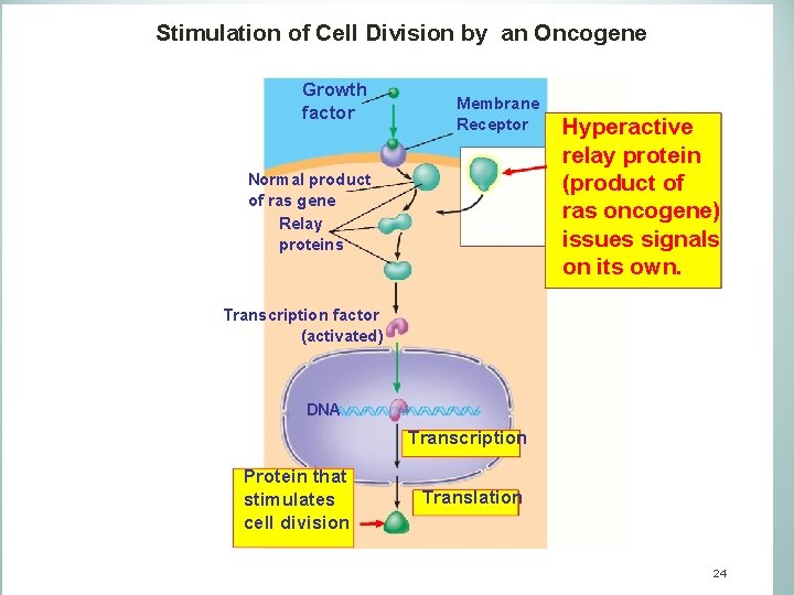 Stimulation of Cell Division by an Oncogene Over Growth factor Membrane Receptor Normal