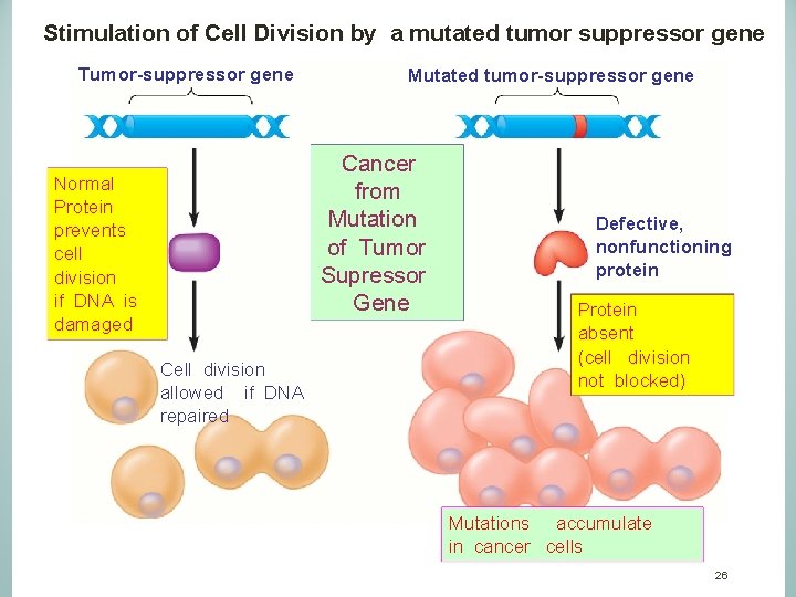  Stimulation of Cell Division by a mutated tumor suppressor gene Tumor-suppressor gene Mutated