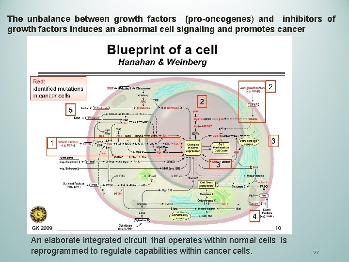 The unbalance between growth factors (pro-oncogenes) and inhibitors of growth factors induces an abnormal