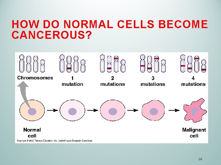 HOW DO NORMAL CELLS BECOME CANCEROUS? 29 