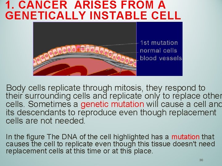 1. CANCER ARISES FROM A GENETICALLY INSTABLE CELL Body cells replicate through mitosis, they
