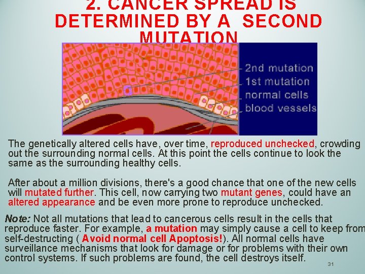  2. CANCER SPREAD IS DETERMINED BY A SECOND MUTATION The genetically altered cells