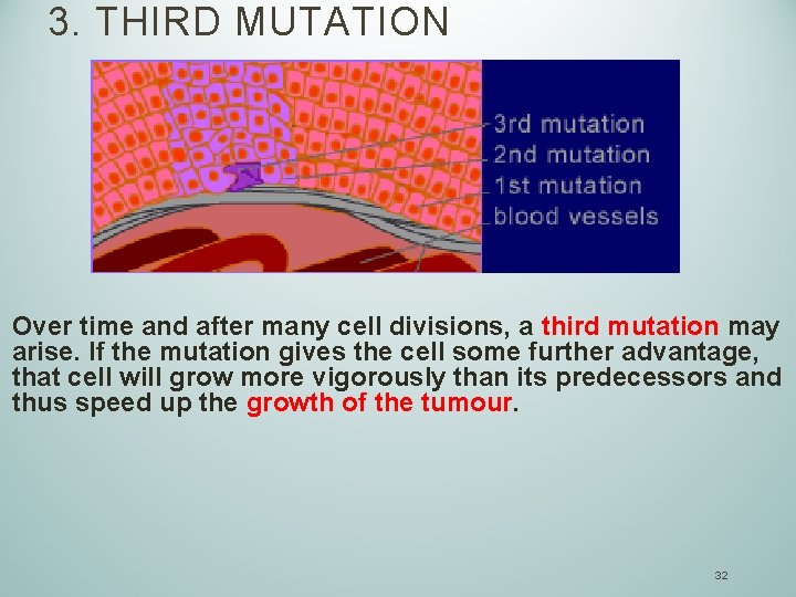 3. THIRD MUTATION Over time and after many cell divisions, a third mutation may