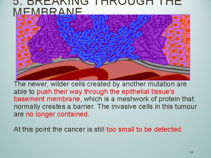 5. BREAKING THROUGH THE MEMBRANE The newer, wilder cells created by another mutation are