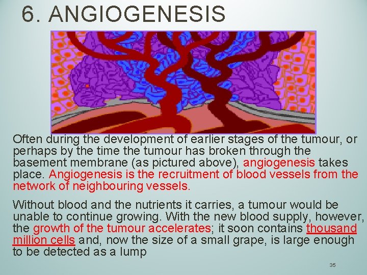 6. ANGIOGENESIS Often during the development of earlier stages of the tumour, or perhaps