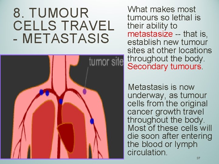 8. TUMOUR CELLS TRAVEL - METASTASIS What makes most tumours so lethal is their