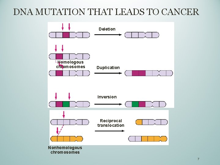 DNA MUTATION THAT LEADS TO CANCER Deletion Homologous chromosomes Duplication Inversion Reciprocal translocation Nonhomologous