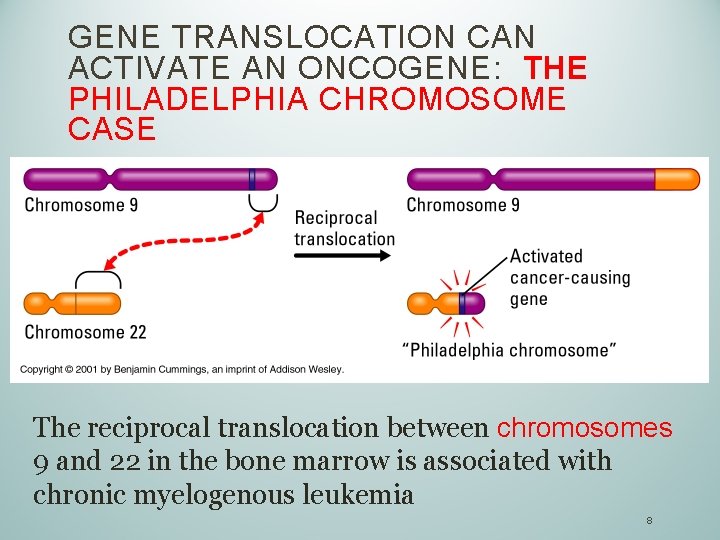 GENE TRANSLOCATION CAN ACTIVATE AN ONCOGENE: THE PHILADELPHIA CHROMOSOME CASE The reciprocal translocation between