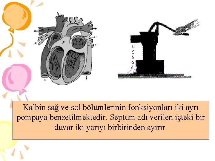 Kalbin sağ ve sol bölümlerinin fonksiyonları iki ayrı pompaya benzetilmektedir. Septum adı verilen içteki